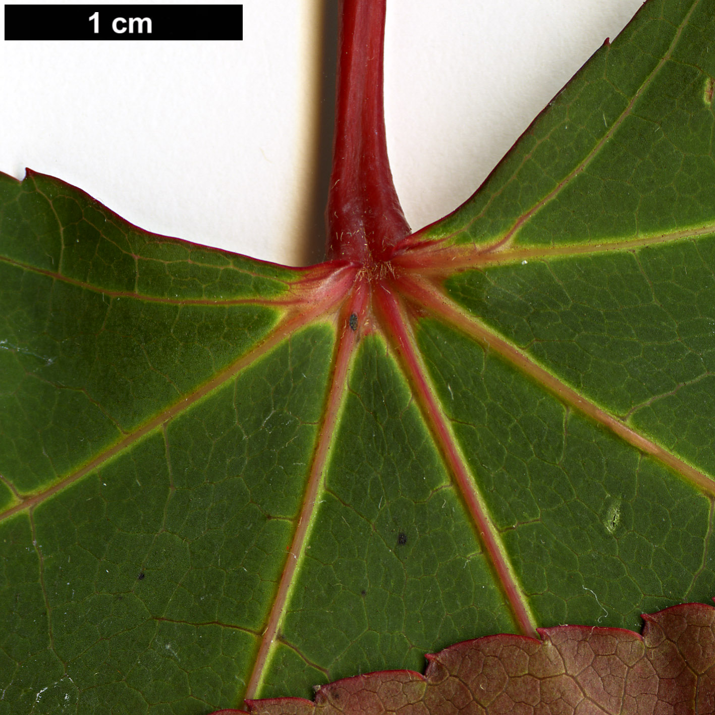 High resolution image: Family: Sapindaceae - Genus: Acer - Taxon: aff. campbellii